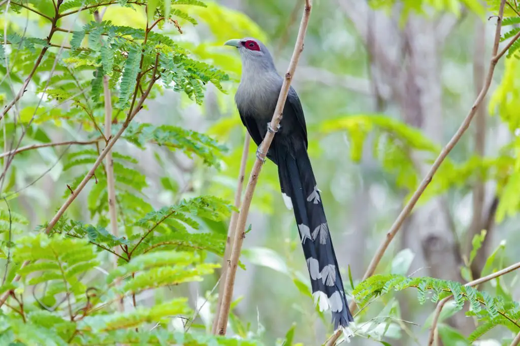 Birdwatching