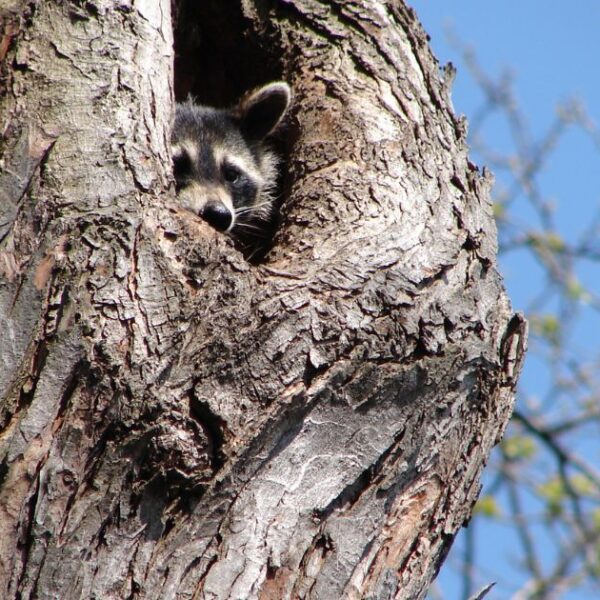 Raccoon Nests