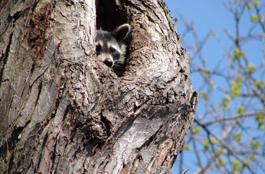 Signs of Raccoon Nests in Home: Identify and Address Potential Infestations