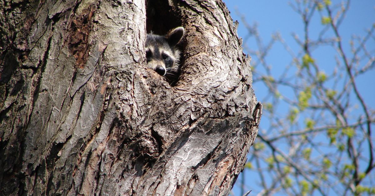 Raccoon Nests